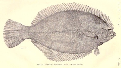 Winter Flounder identification illustration