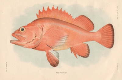 Yelloweye Rockfish identification illustration