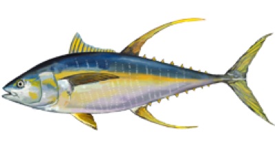 Yellowfin Tuna identification illustration