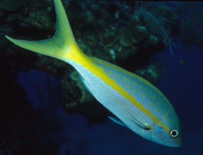 Yellowtail Snapper identification illustration